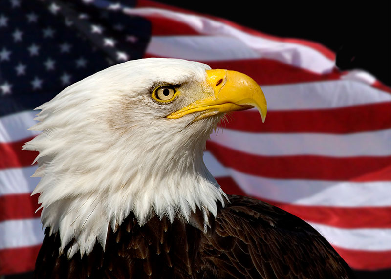 Eagle american Why American